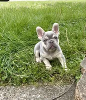 Leo Take Me Home Today! I’m a Lilac Fluffy  Carrier!, a male French Bulldog for sale in Mansfield, OH – 8 of 9