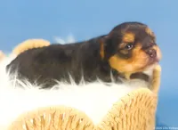 Blaze, a male Yorkshire Terrier for sale in Midlothian, TX – Photo 3 of 3