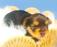 Blaze, a male Yorkshire Terrier for sale in Midlothian, TX – Photo 2 of 3