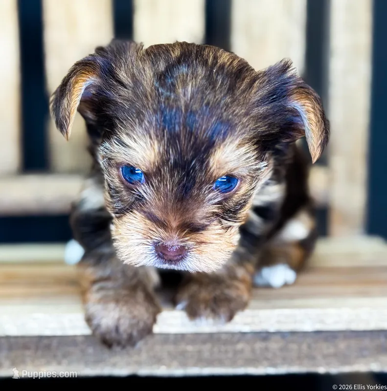 Blaze – Yorkshire Terrier puppy for sale in Midlothian, TX