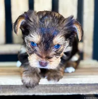 Blaze, a male Yorkshire Terrier for sale in Midlothian, TX – Photo 2 of 7
