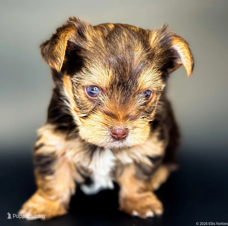 Blaze – Yorkshire Terrier puppy for sale in Midlothian, TX