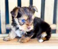 Blaze, a male Yorkshire Terrier for sale in Midlothian, TX – Photo 1 of 7