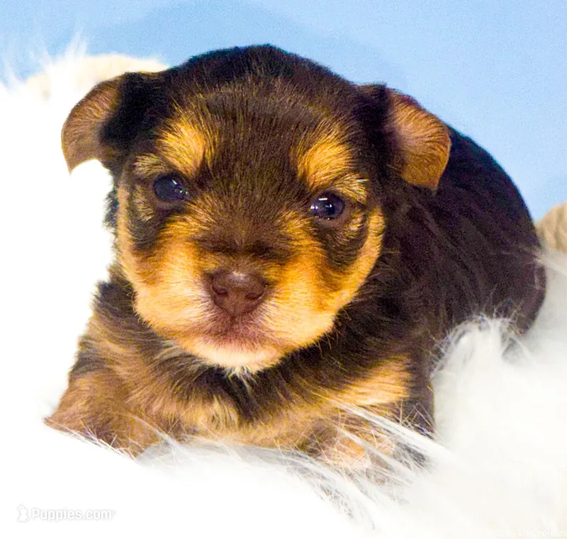 Blaze – Yorkshire Terrier puppy for sale in Midlothian, TX