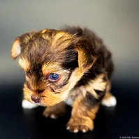 Blaze, a male Yorkshire Terrier for sale in Midlothian, TX – Photo 4 of 7