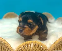 Reese, a male Yorkshire Terrier for sale in Midlothian, TX – Photo 1 of 3