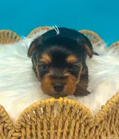 Reese, a male Yorkshire Terrier for sale in Midlothian, TX – Photo 3 of 3