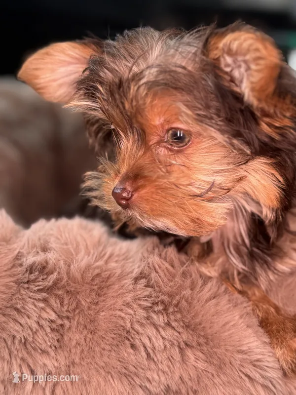 Blaze – Yorkshire Terrier puppy for sale in Midlothian, TX