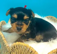 Leo, a male Yorkshire Terrier for sale in Midlothian, TX – Photo 3 of 3