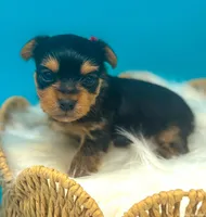 Leo, a male Yorkshire Terrier for sale in Midlothian, TX – Photo 1 of 3