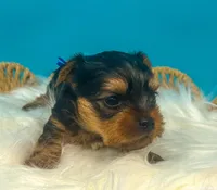 Kash , a male Yorkshire Terrier for sale in Midlothian, TX – Photo 2 of 3