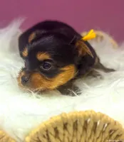 Fiona, a female Yorkshire Terrier for sale in Midlothian, TX – Photo 1 of 3