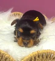 Fiona, a female Yorkshire Terrier for sale in Midlothian, TX – Photo 3 of 3