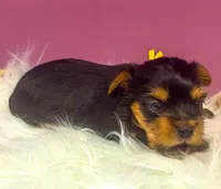 Fiona, a female Yorkshire Terrier for sale in Midlothian, TX – Photo 2 of 3