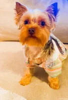 TAAZ, a male Yorkshire Terrier for sale in Midlothian, TX – Photo 3 of 5