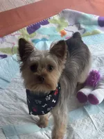 TAZ, a male Yorkshire Terrier for sale in Midlothian, TX – Photo 2 of 7