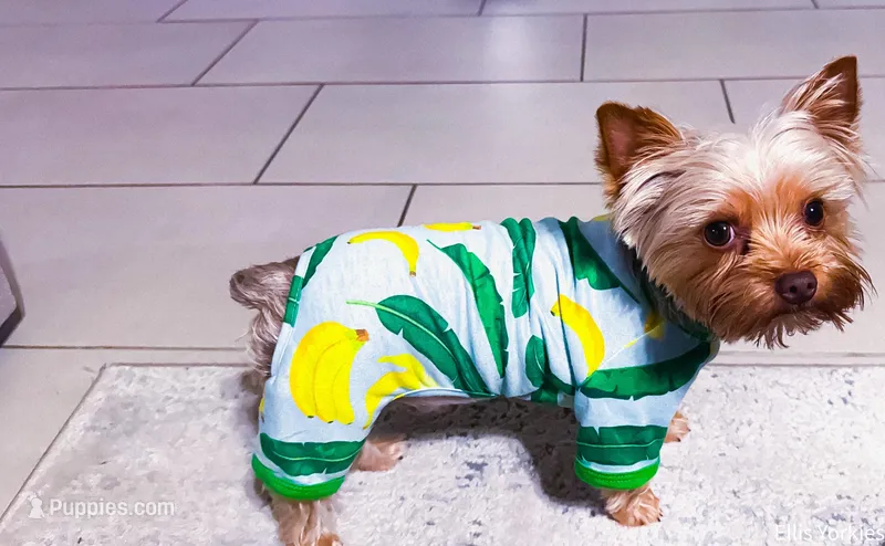 TAZ – Yorkshire Terrier puppy for sale in Midlothian, TX