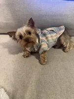 TAAZ, a male Yorkshire Terrier for sale in Midlothian, TX – Photo 5 of 5