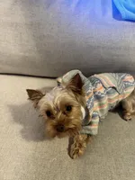 TAAZ, a male Yorkshire Terrier for sale in Midlothian, TX – Photo 4 of 5