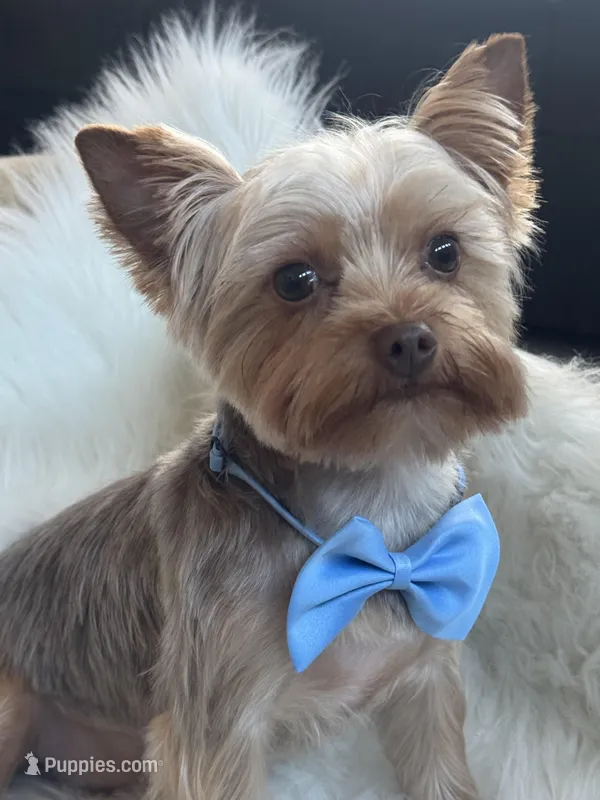 TAAZ – Yorkshire Terrier puppy for sale in Midlothian, TX