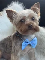 TAAZ, a male Yorkshire Terrier for sale in Midlothian, TX – Photo 1 of 5