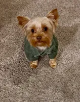 TAZ, a male Yorkshire Terrier for sale in Midlothian, TX – Photo 3 of 7