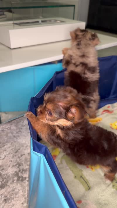 Blaze, a male Yorkshire Terrier for sale in Midlothian, TX – 4 of 10