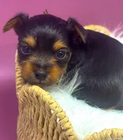 Koko , a female Yorkshire Terrier for sale in Midlothian, TX – Photo 3 of 3