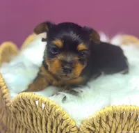 Koko , a female Yorkshire Terrier for sale in Midlothian, TX – Photo 2 of 3