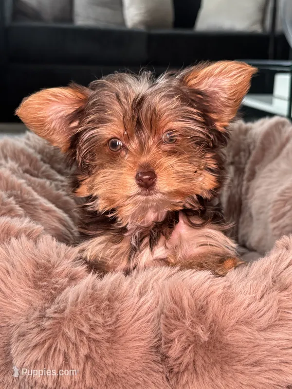 Blaze – Yorkshire Terrier puppy for sale in Midlothian, TX