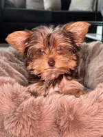Blaze, a male Yorkshire Terrier for sale in Midlothian, TX – 2 of 10