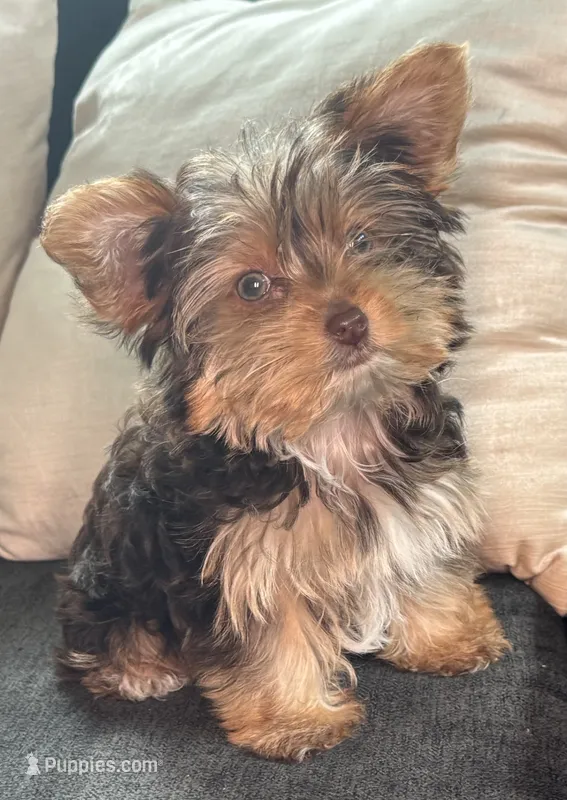 Blaze – Yorkshire Terrier puppy for sale in Midlothian, TX