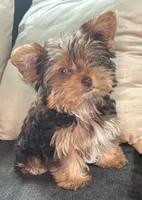 Blaze, a male Yorkshire Terrier for sale in Midlothian, TX – 3 of 10