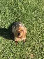 Nia, a female Yorkshire Terrier for sale in Midlothian, TX – Photo 3 of 3