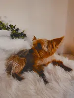 Nia, a female Yorkshire Terrier for sale in Midlothian, TX – Photo 2 of 3