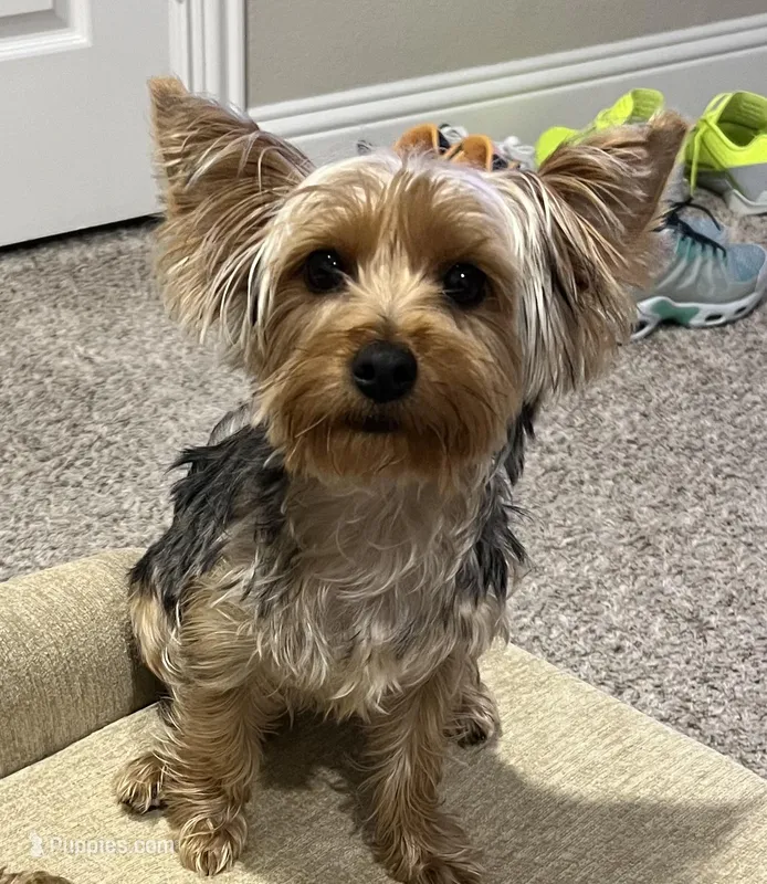 Nia – Yorkshire Terrier puppy for sale in Midlothian, TX