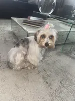 Sasha, a female Yorkshire Terrier for sale in Midlothian, TX – Photo 2 of 3