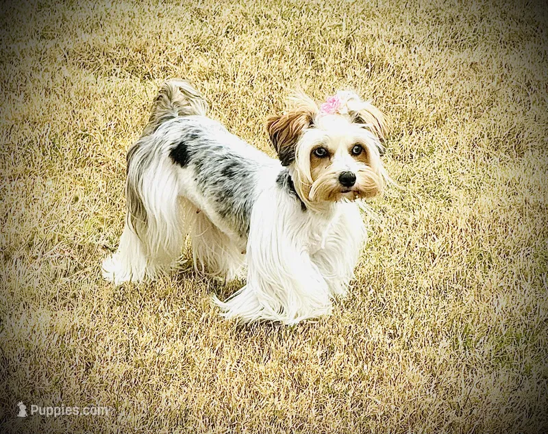 Sasha – Yorkshire Terrier puppy for sale in Midlothian, TX