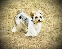 Sasha, a female Yorkshire Terrier for sale in Midlothian, TX – Photo 1 of 3