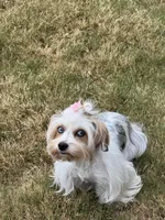 Sasha, a female Yorkshire Terrier for sale in Midlothian, TX – Photo 3 of 3