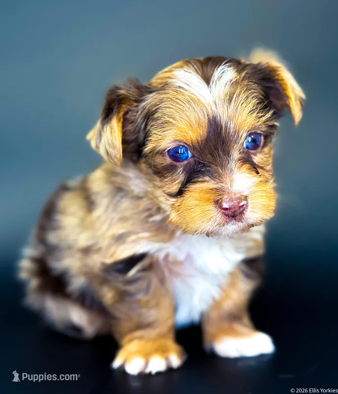 Blu – Yorkshire Terrier puppy for sale in Midlothian, TX