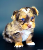 Blu, a male Yorkshire Terrier for sale in Midlothian, TX – Photo 1 of 7