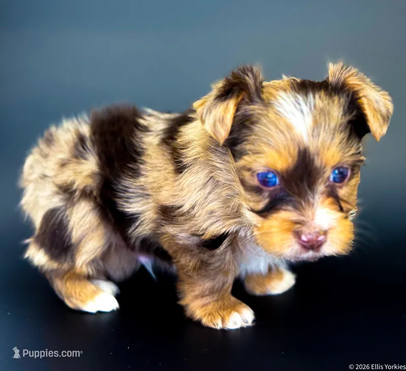 Blu – Yorkshire Terrier puppy for sale in Midlothian, TX