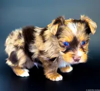 Blu, a male Yorkshire Terrier for sale in Midlothian, TX – Photo 2 of 7