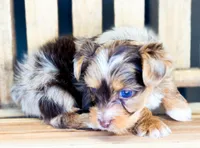 Blu, a male Yorkshire Terrier for sale in Midlothian, TX – Photo 3 of 7