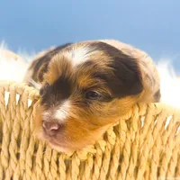 Blu, a male Yorkshire Terrier for sale in Midlothian, TX – Photo 3 of 3