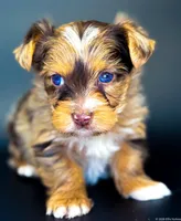 Blu, a male Yorkshire Terrier for sale in Midlothian, TX – Photo 4 of 7