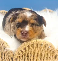 Blu, a male Yorkshire Terrier for sale in Midlothian, TX – Photo 2 of 3