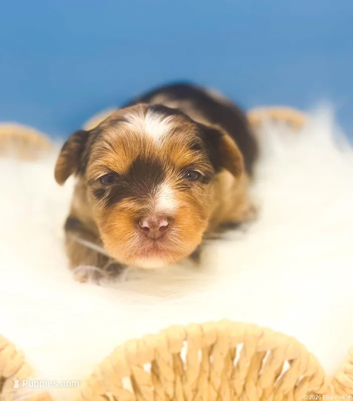 Blu – Yorkshire Terrier puppy for sale in Midlothian, TX