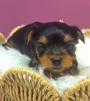 Nala, a female Yorkshire Terrier for sale in Midlothian, TX – Photo 3 of 3